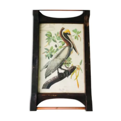 Affiche botanique Brown - pelican