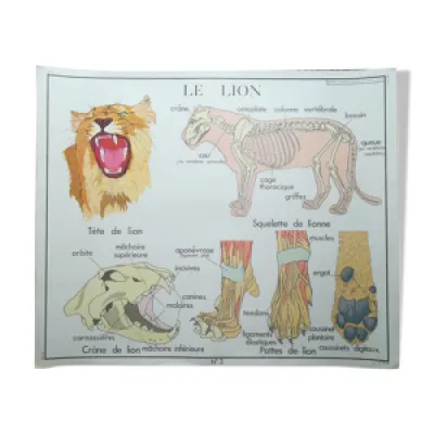 Affiche pédagogique - lion