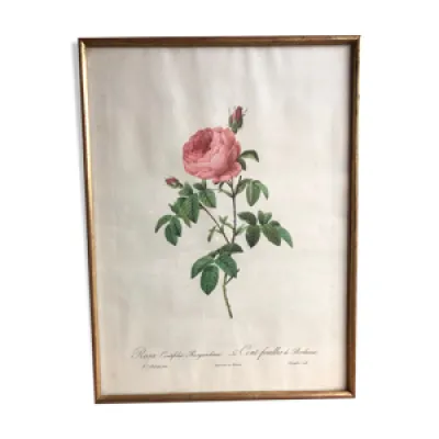 Ancienne lithographie - rose