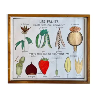 Affiche scolaire pédagogique - fruits