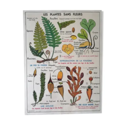Ancienne affiche scolaire - fleurs plantes