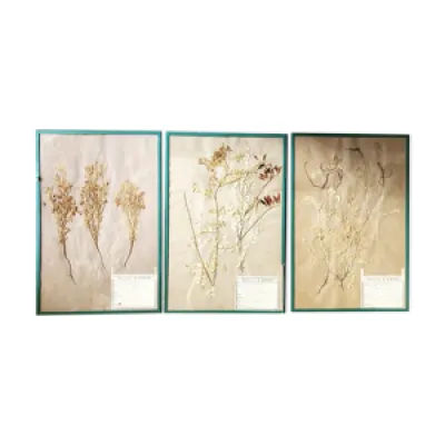 Herbarium A.brun planche