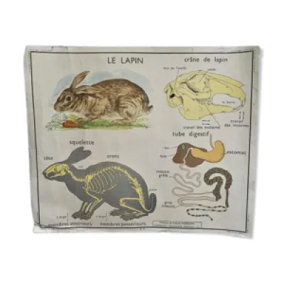 Affiche scolaire Rossignol - lapin