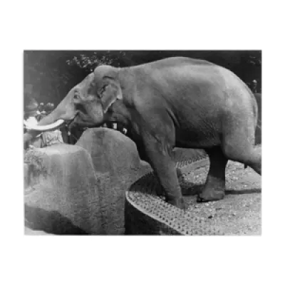 Photographie d'un éléphant