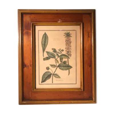 Ancienne planche botanique - relief