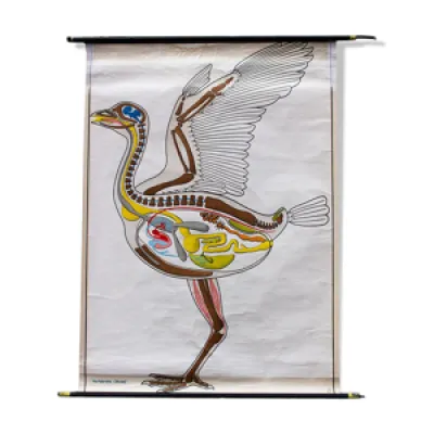 Affiche oiseaux plans - animal