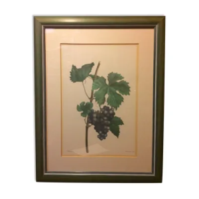 Planche botanique vignes - bois vert