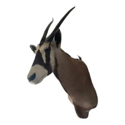 Trophée oryx d’afrique - sud