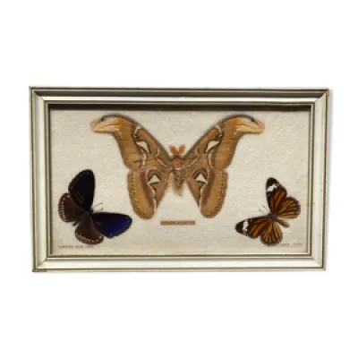 Planche de trois papillons