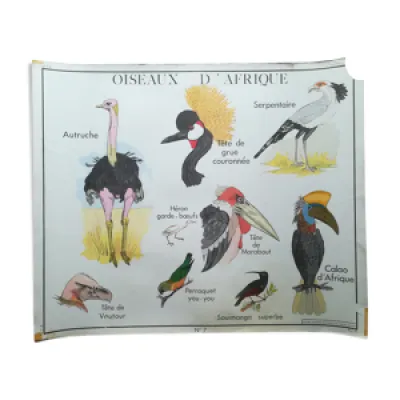 Affiche pédagogique - oiseaux