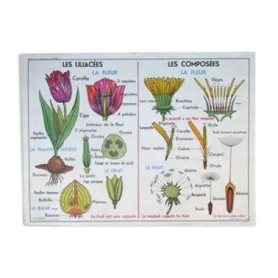 Ancienne affiche scolaire - botanique