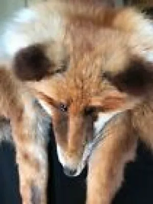 Red fox fur collar stole