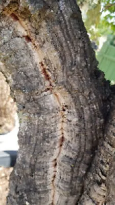 Quercus suber (semis)