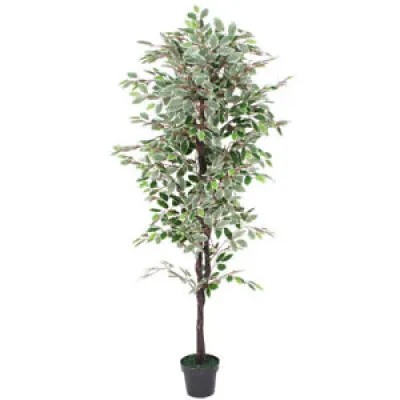 Blanc Ficus Benjamina - 180cm