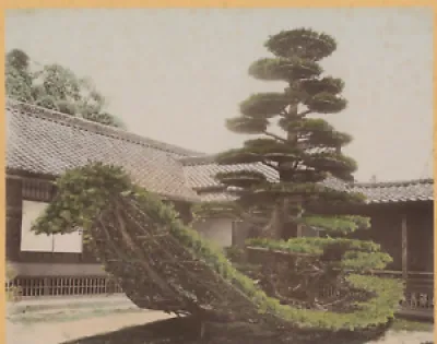 Japon, Pine tree, Kinkauji