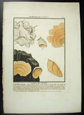 Gravure Auriculaire papyrine - mushroom