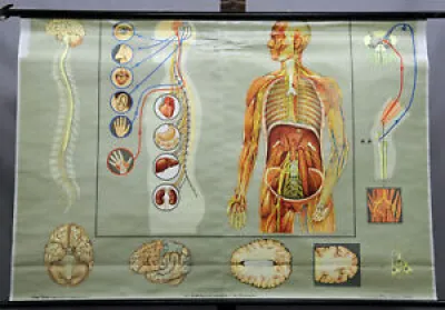 Vintage Medical Mural - system