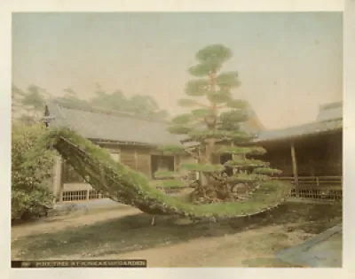 Japon, Pine Tree at Kinkakuji - garden