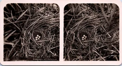 nid de bruants des roseaux
