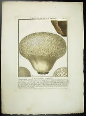 Gravure Vesse de loup - mushroom