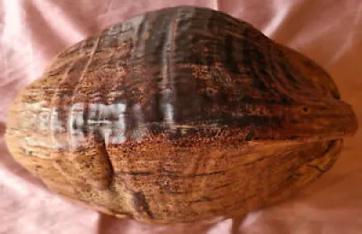 énorme noix de coco