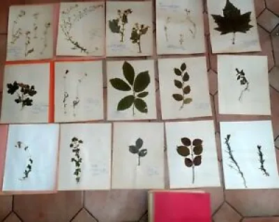 60 planches d'herbier