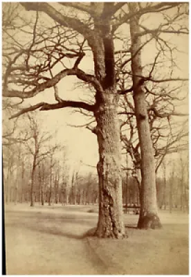 Olympe Aguado, forêt - 1850