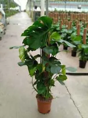 Philodendron Monstera - 120cm