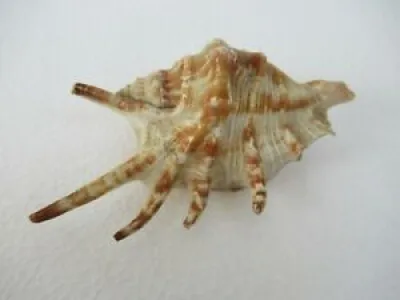 Antique Spider Conchs - coquillages