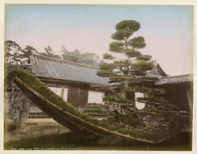Japon, junk pine tree