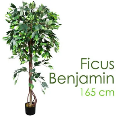 ficus Benjamina Plante
