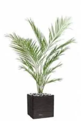 Palmier Artificiel Kentia - 150