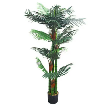 palmier areca Plante
