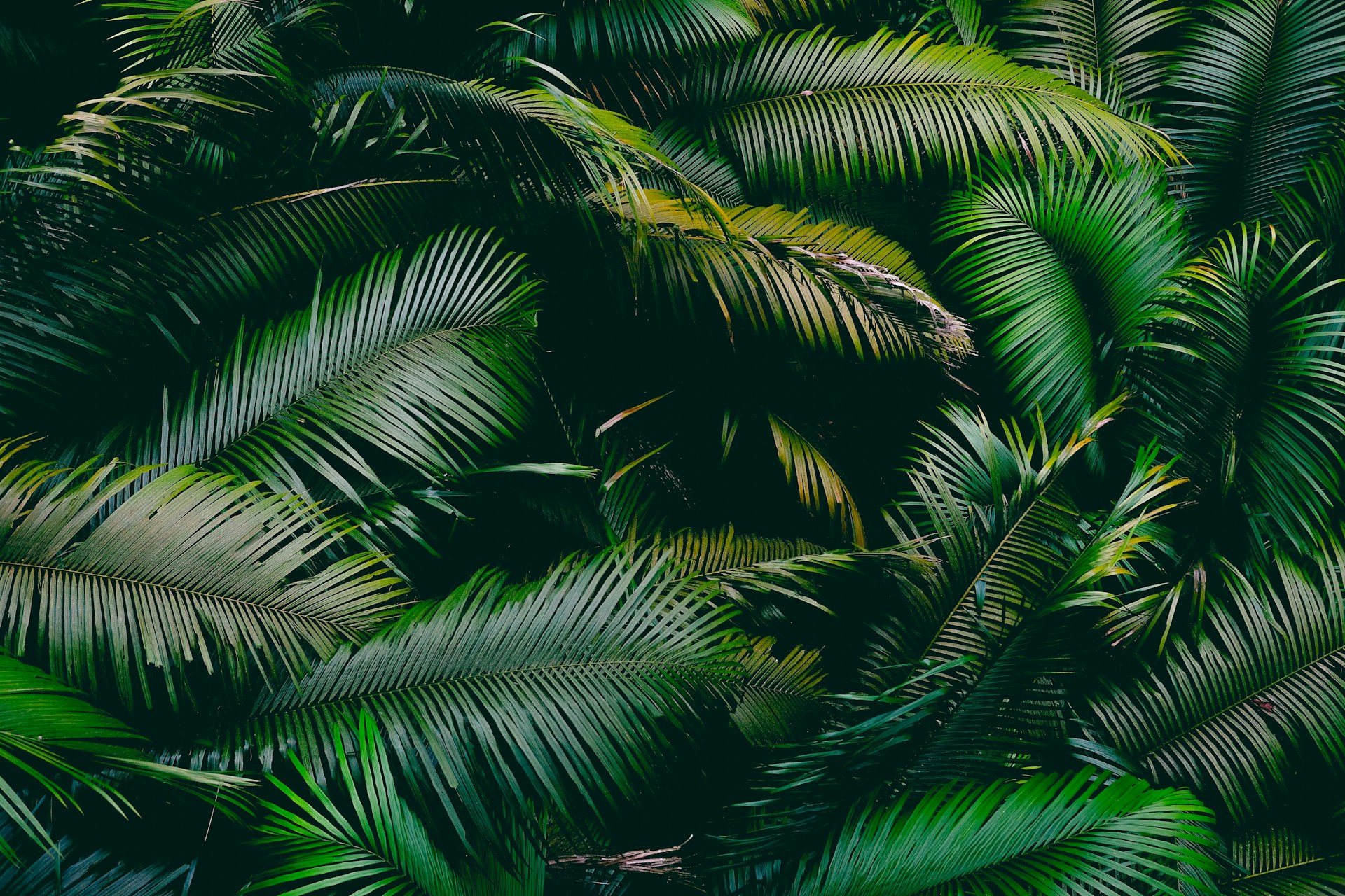 Le Papier Peint Jungle : Comment l’Intégrer dans un Intérieur Design ?