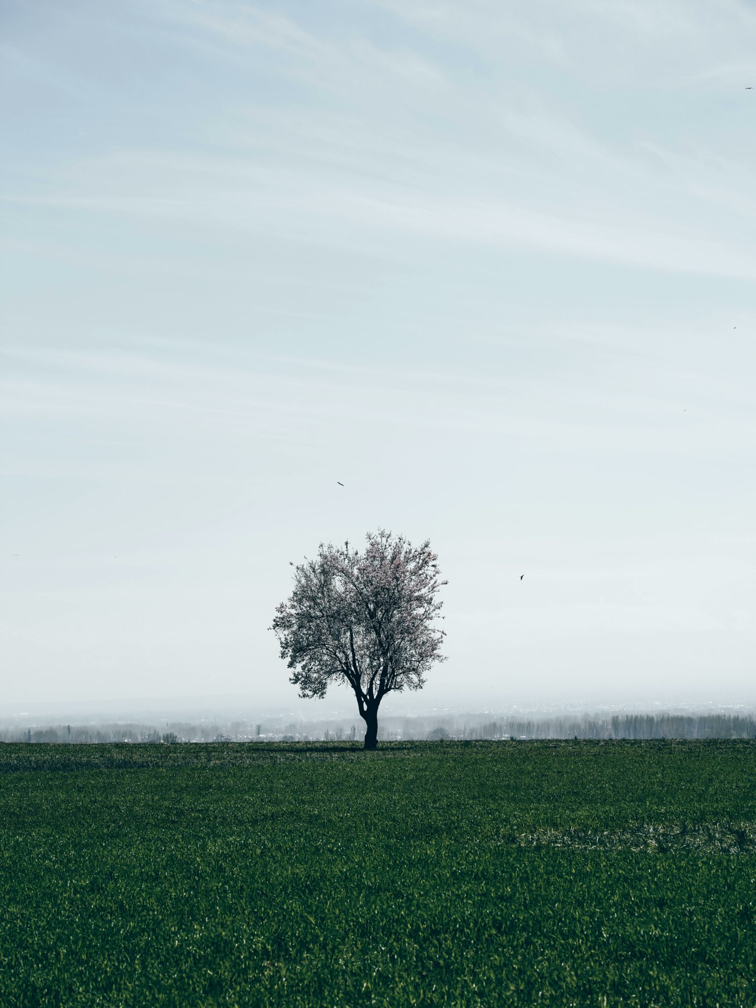 La magie du noyer : de l'arbre à la splendeur des noix