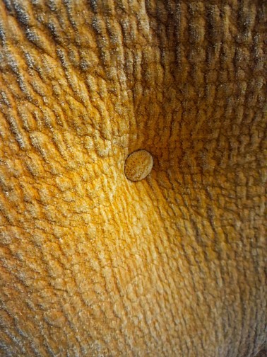 karaté,Airborne Meurop,Michel Cadestin(4)